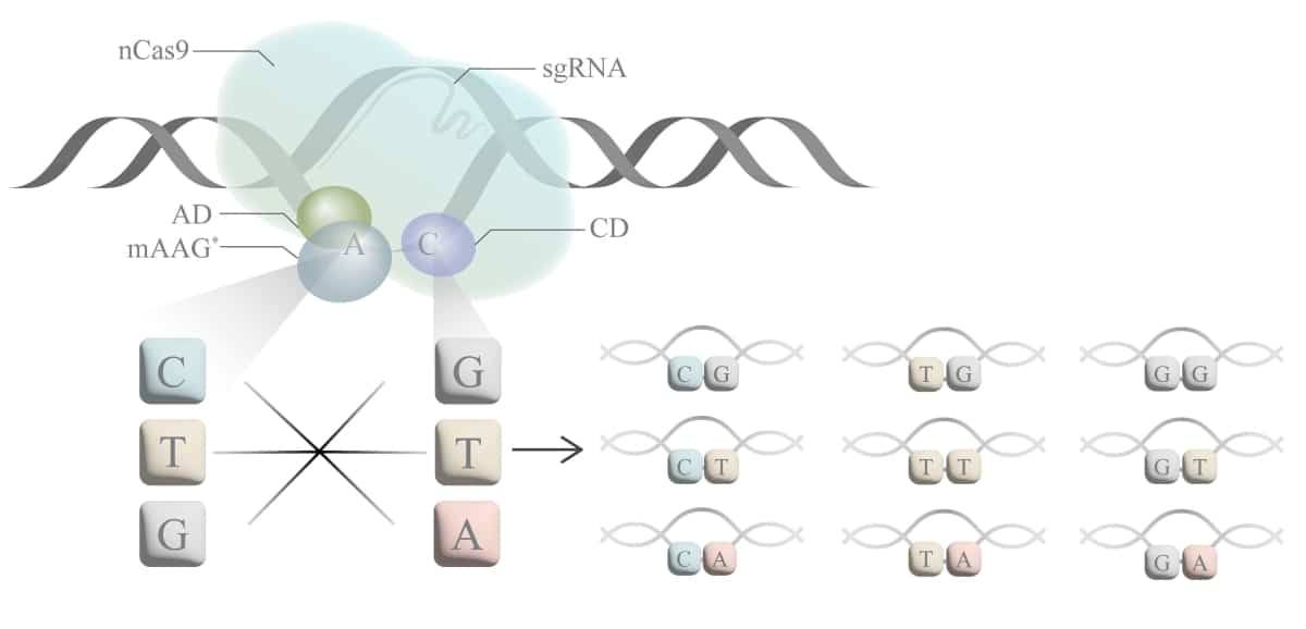 Новый CRISPR-редактор для одновременного редактирования трех оснований