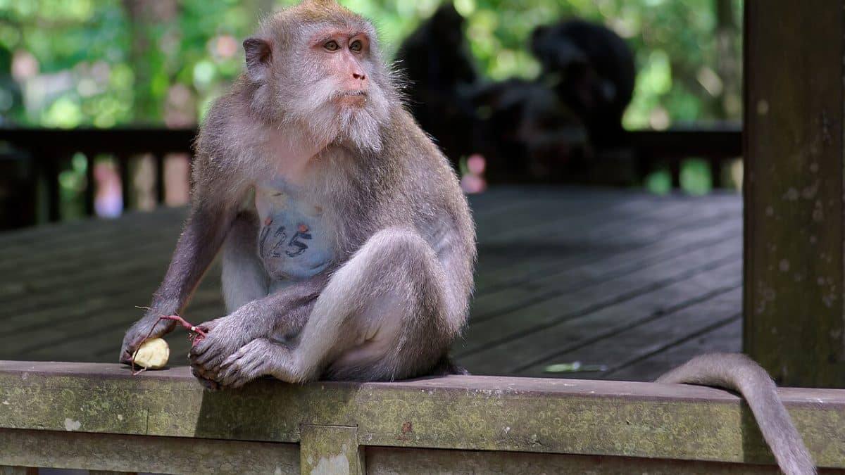Исследование использования орудий труда длиннохвостыми макаками