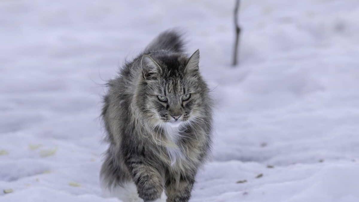 Влияние климата на доминирование кошек и собак в Европе