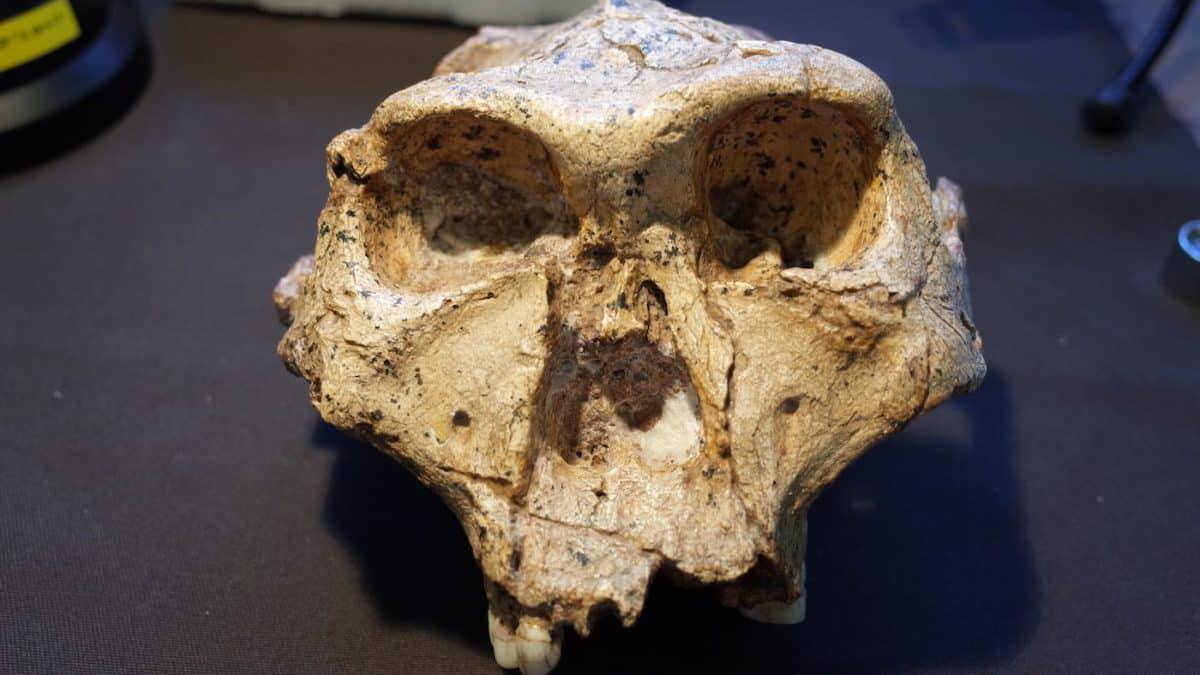 Ученый предложил включить парантропов и австралопитеков в род Homo