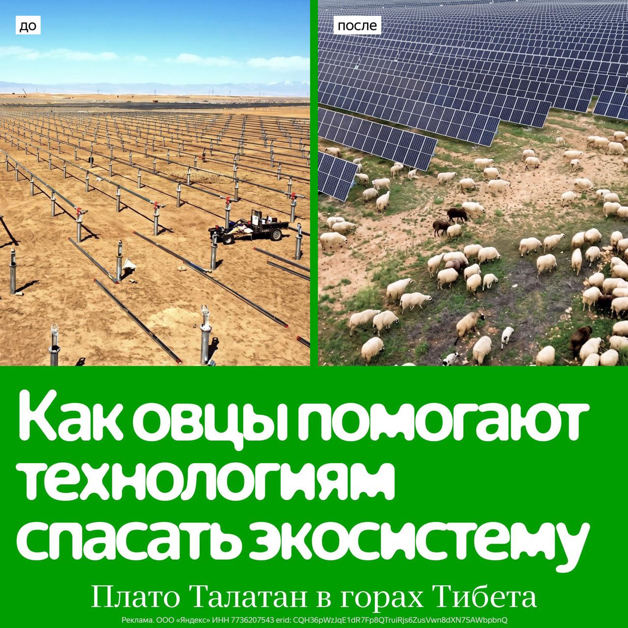 Агровольтаика: как солнечные электростанции восстанавливают экосистемы