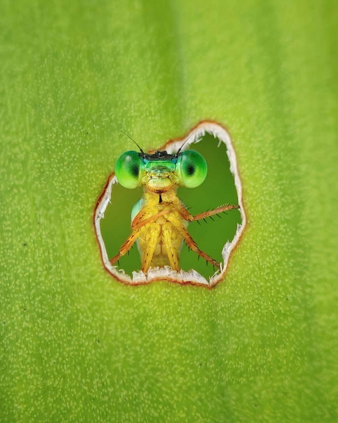 Победители фотоконкурса BMC Ecology and Evolution и BMC Zoology 2026
