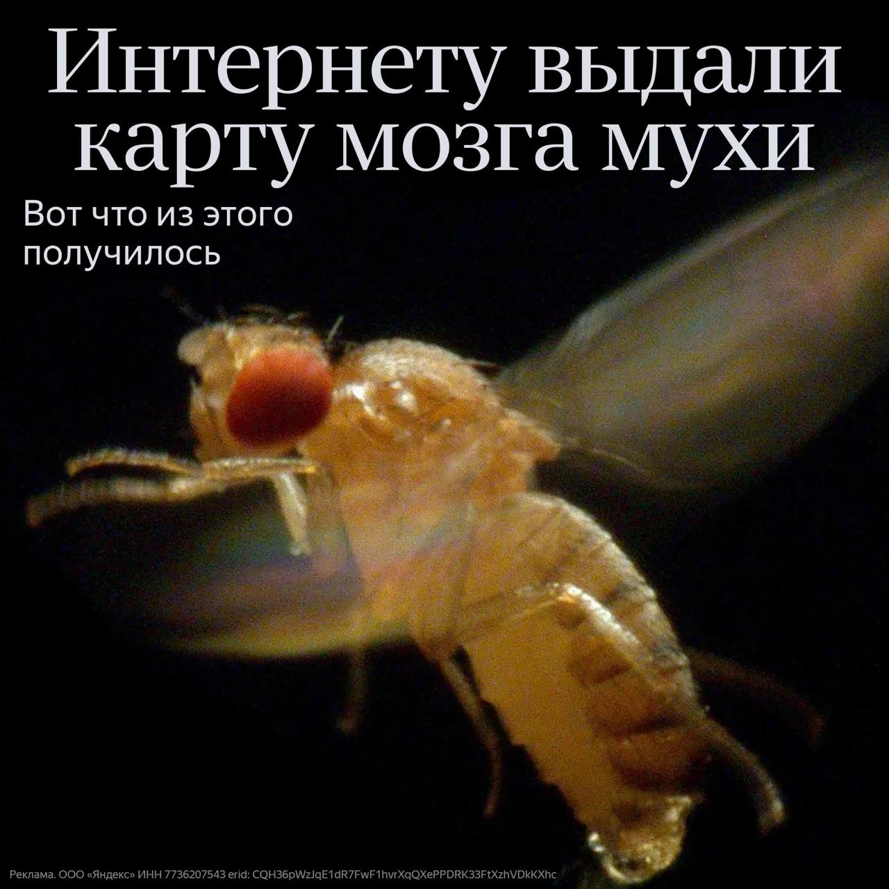 Карта нервной системы дрозофилы и нейроинтерфейсы