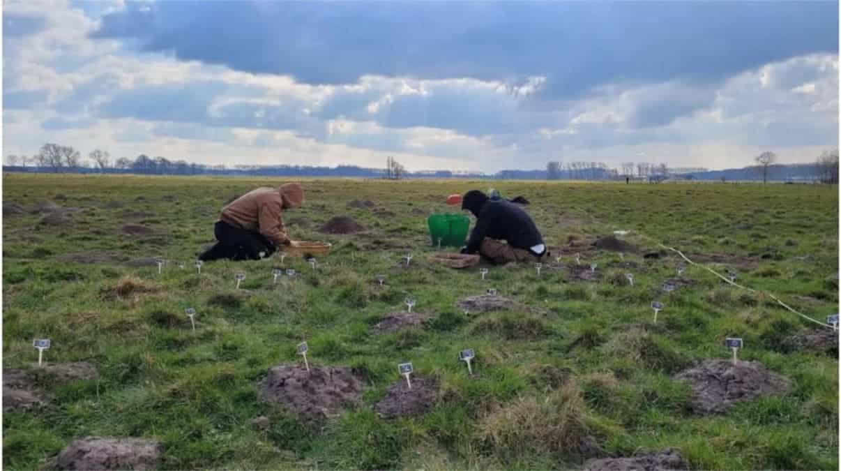 Кроты помогли археологам обнаружить средневековое здание