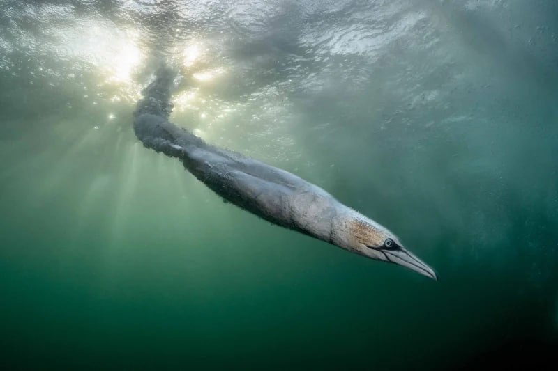 Объявлены победители Bird Photographer of the Year 2026