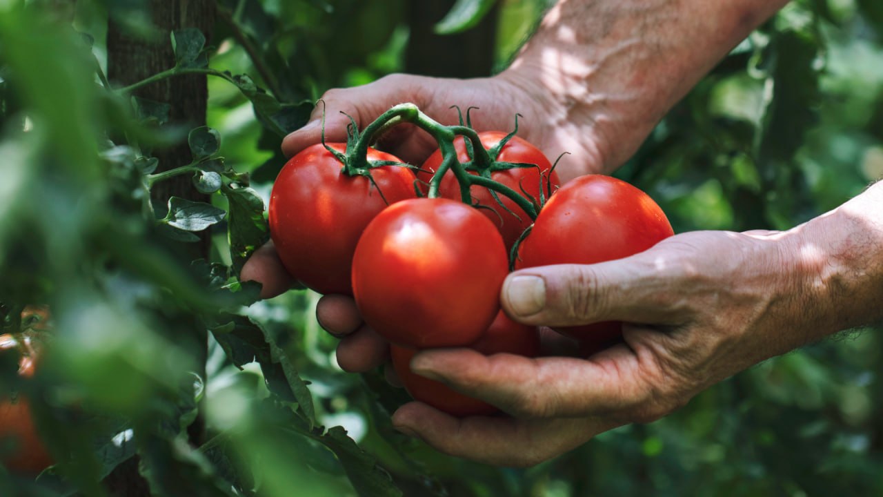 Syngenta представила биотехнологию EXORT на основе микроРНК