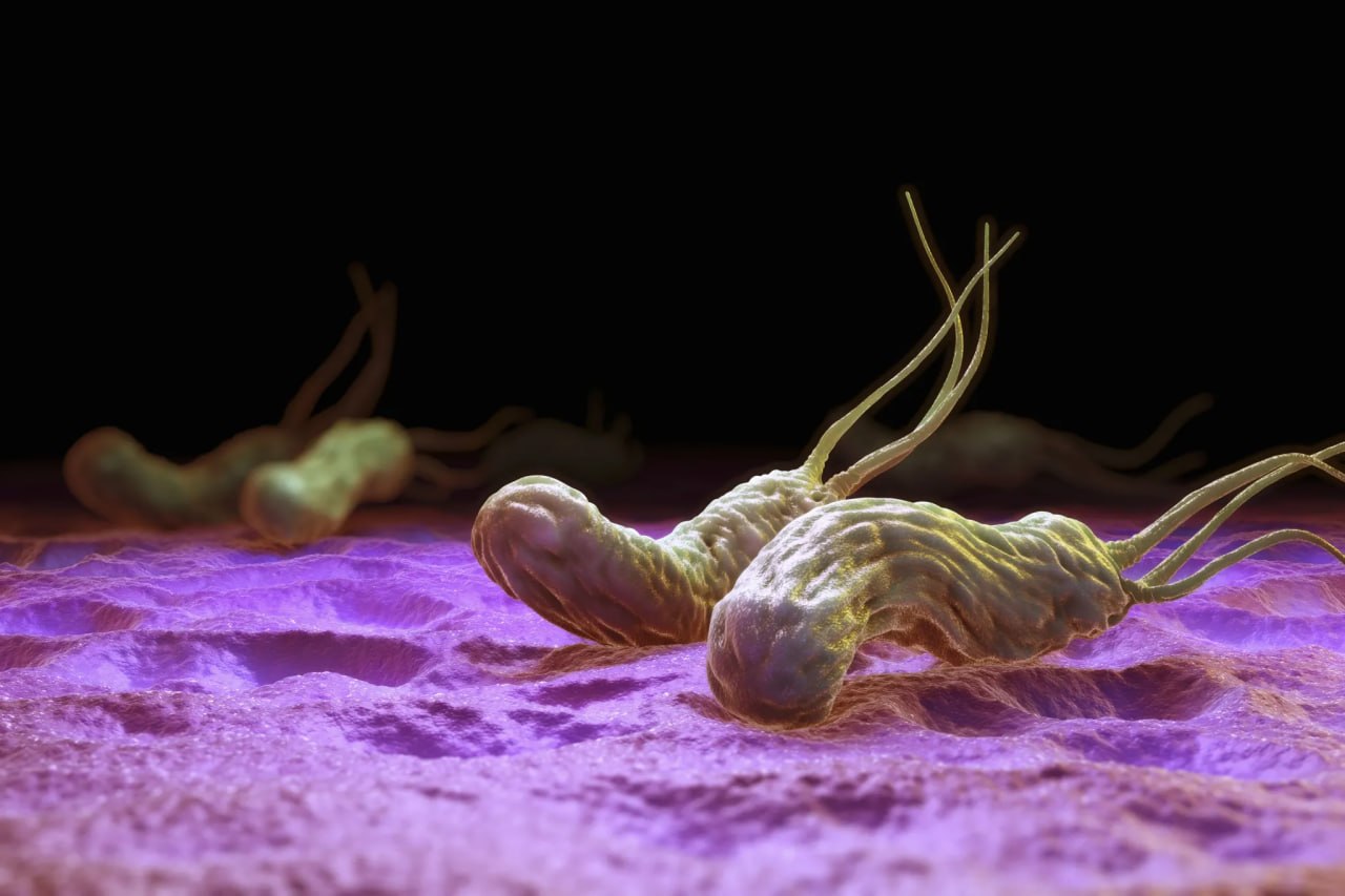 Helicobacter pylori запускает предраковые изменения в желудке