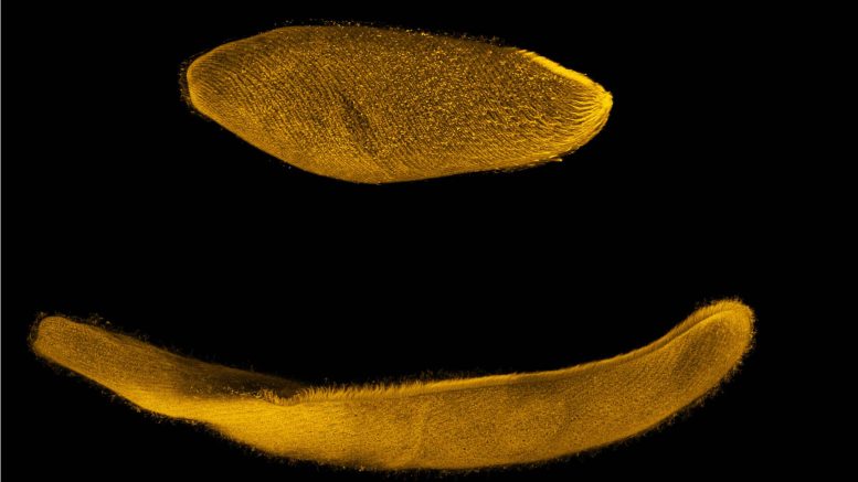 Биофизики изучают механизм сверхбыстрого сокращения инфузории Spirostomum ambiguum
