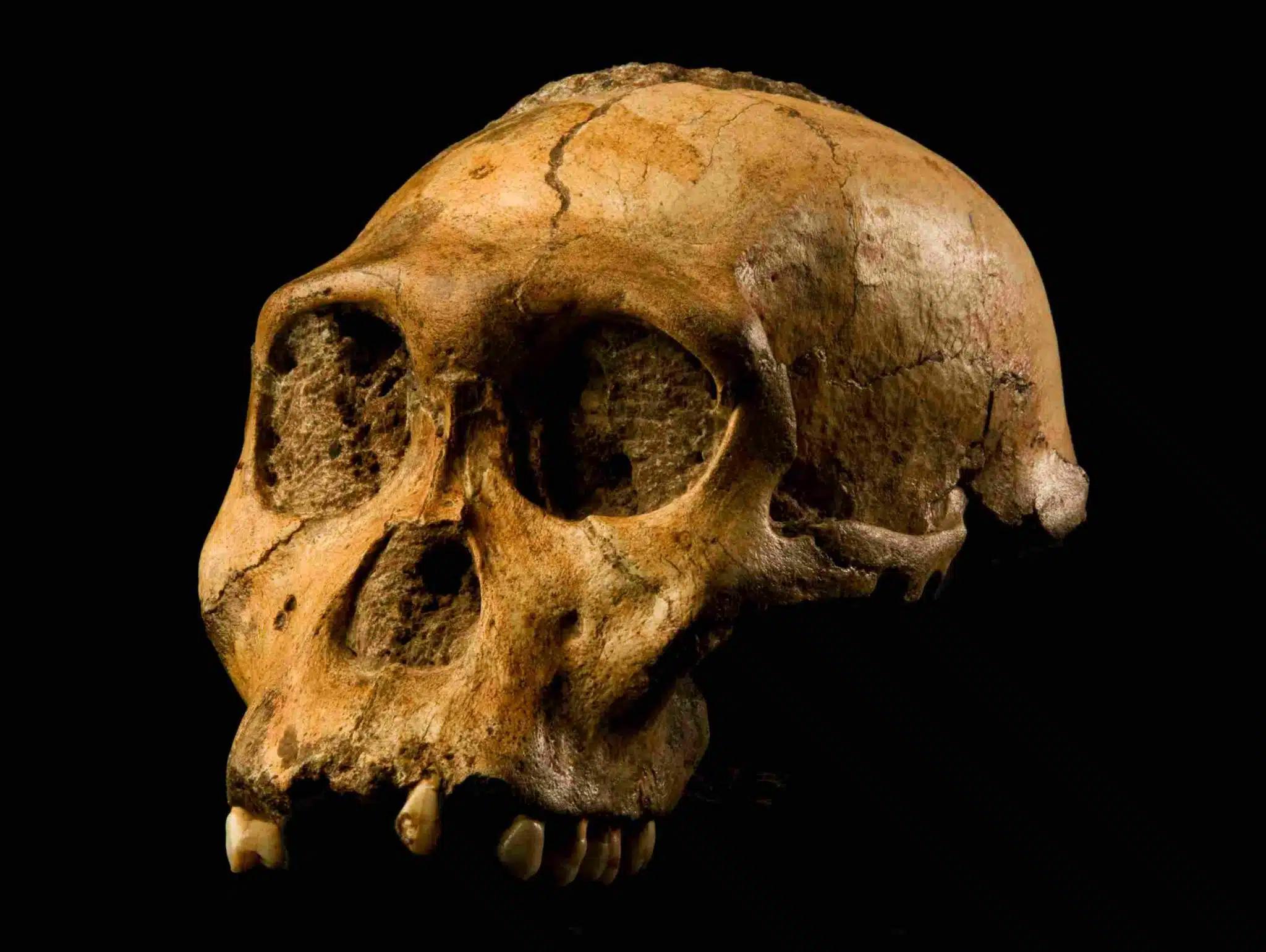 Homo erectus существовал 2 миллиона лет назад