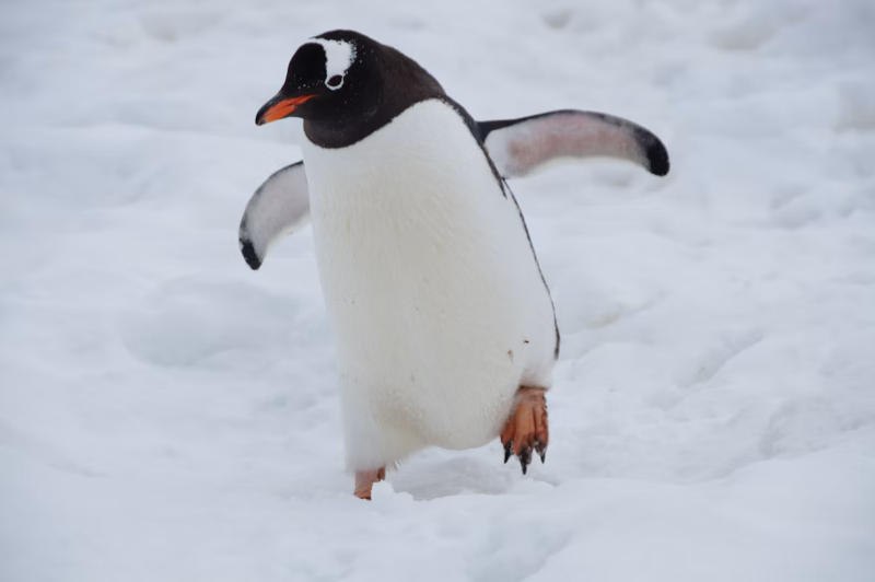 Линус Торвальдс выпустил патч для Linux, написанный с помощью ИИ