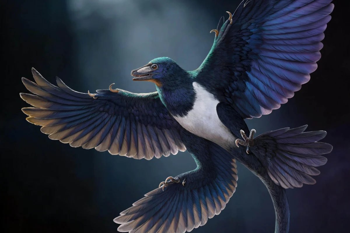 Открытие нового вида четырехкрылого динозавра Norellraptor barsboldi