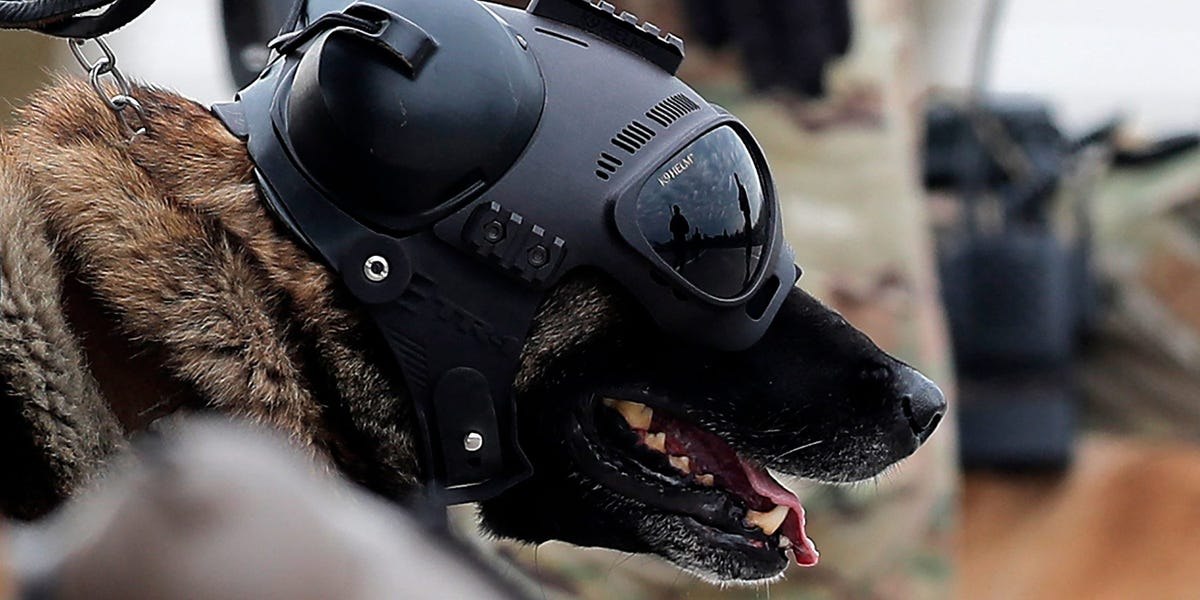 Warhound привлёк $200 млн на создание служебных собак